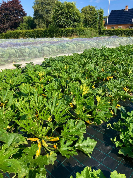 Sol, regn og squash Vores hav a squash